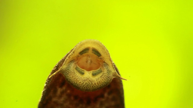 刺鱼在水族馆视频下载