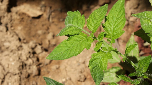 番茄植物叶片- FULL HD视频下载