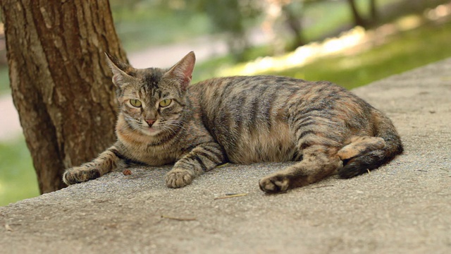 未驯服的猫视频素材