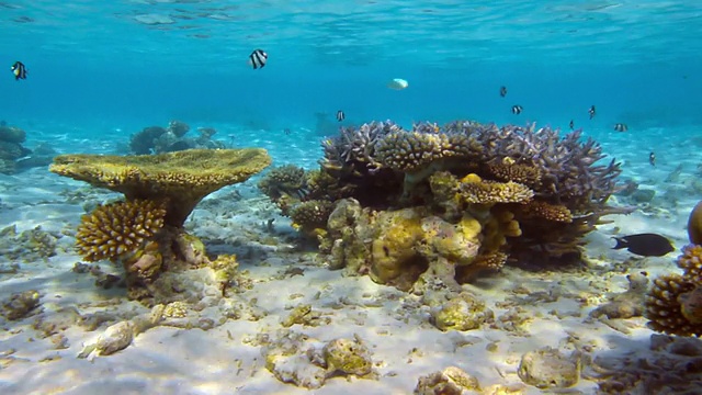 热带海洋生物视频素材