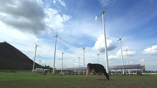 奶牛放牧与涡轮农场和太阳能电池，绿色概念视频素材