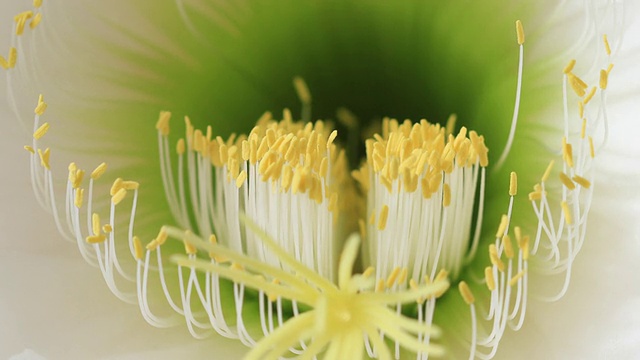 仙人掌花特写视频素材