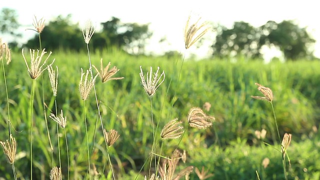 草视频素材