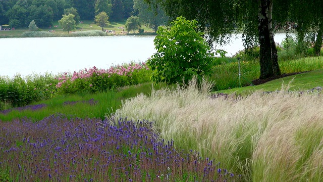 湖畔公园的景色，草地和蓝色鼠尾草/ Losheim am See，萨尔州，德国视频素材