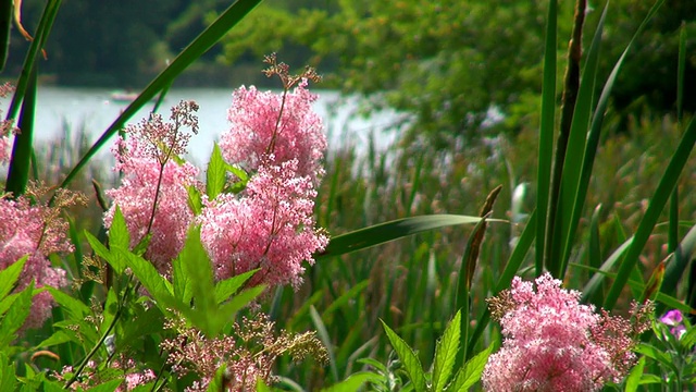 在德国萨尔州Losheim am See湖拍摄的粉色落妇花和芦苇视频素材