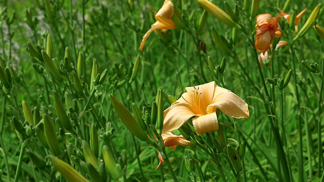 MS拍摄的橙色黄花菜，萱草/ Losheim am See，萨尔州，德国视频素材