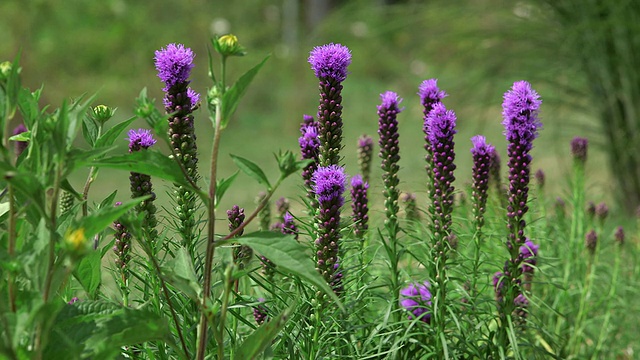 MS拍摄violett Liatris / Losheim am See，萨尔州，德国视频素材