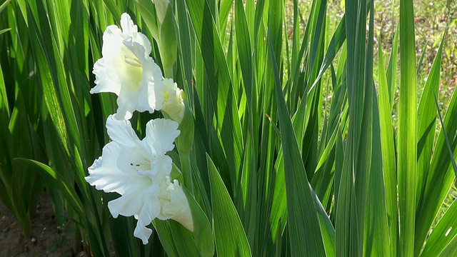 MS拍摄的夏日鲜花/特里尔，莱茵兰普法尔茨，德国视频素材