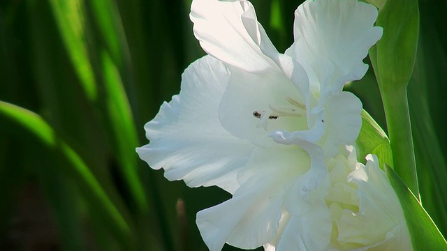 夏日鲜花/特里尔，莱茵兰-普法尔茨，德国视频素材