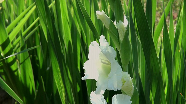 夏天的花朵/特里尔，莱茵兰普法尔茨，德国视频素材