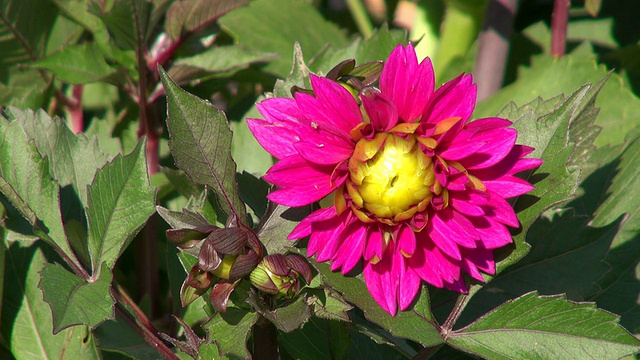 夏天的花朵/特里尔，莱茵兰普法尔茨，德国视频素材