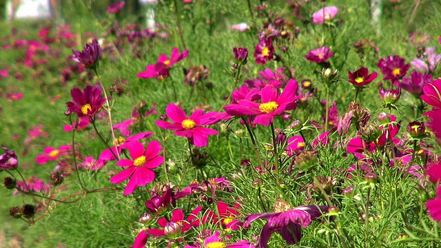 MS拍摄的夏日鲜花/特里尔，莱茵兰普法尔茨，德国视频素材