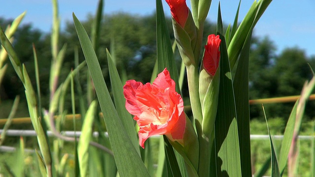 MS拍摄的夏日鲜花/特里尔，莱茵兰普法尔茨，德国视频素材