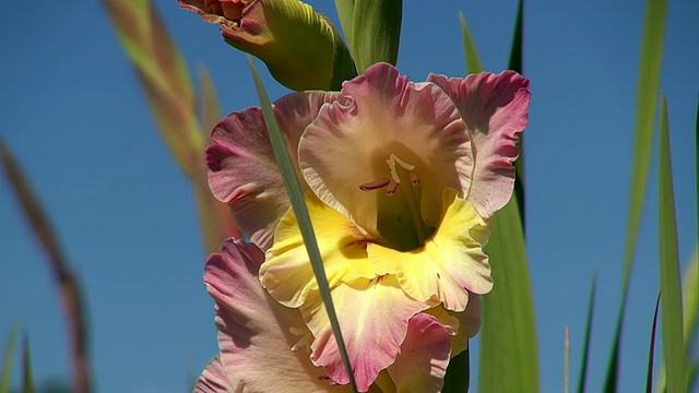 夏天的花朵/特里尔，莱茵兰普法尔茨，德国视频素材