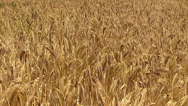 CU Shot of cornfield / Hermeskeil，莱茵兰-普法尔茨，德国视频素材