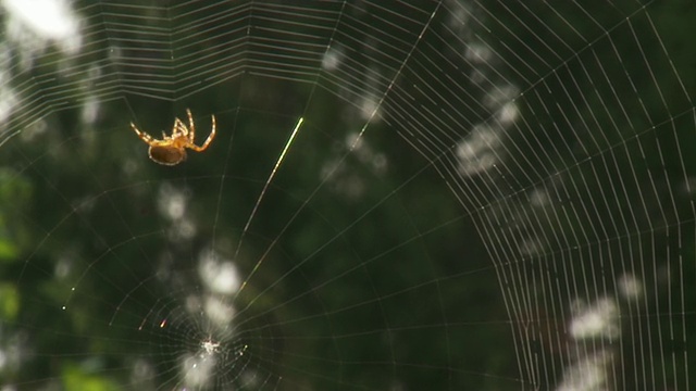 蜘蛛织网/布鲁塞尔，布鲁塞尔首都地区，比利时视频素材