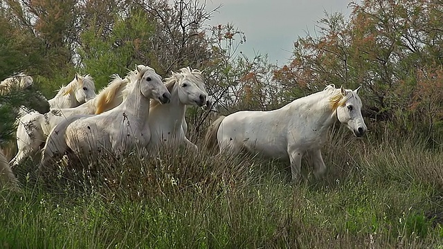 MS TS SLO MO拍摄Camargue马，马群驰骋，圣玛丽德拉梅尔在法国南部Camargue /圣玛丽德拉梅尔，法国Camargue视频素材