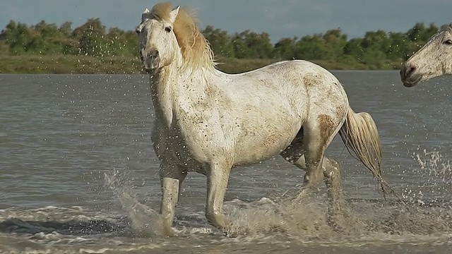 Camargue Horse, Group驰过Swamp, Saintes Marie de la Mer，在法国南部Camargue / Saintes Marie de la Mer，法国Camargue视频素材