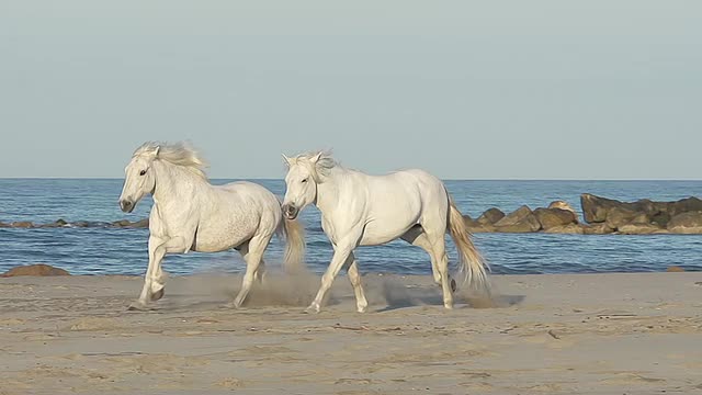 Camargue Horse galloting on Beach, Saintes Marie de la Mer in Camargue，法国南部/ Saintes Marie de la Mer, Camargue，法国视频素材