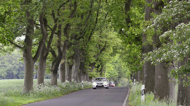 MS拍摄的汽车通过大道，德国大道路/ Put公共汽车，鲁根/梅克伦堡西波美拉尼亚，德国视频素材