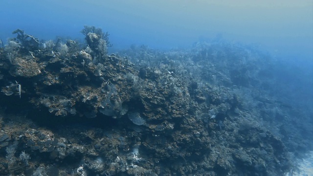 墨西哥湾海床上的珊瑚视频素材