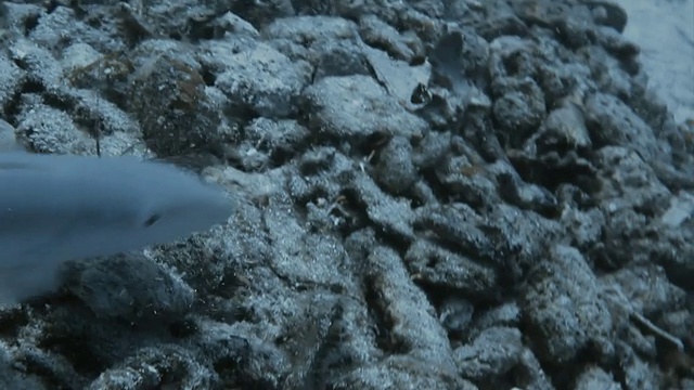 “沙方头鱼在海床上游动，带着石头”视频素材