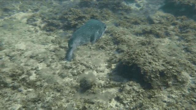 快速拍摄河豚鱼游出特内里费岛海岸视频素材