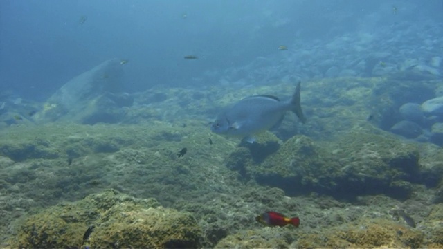 鱼和鹦鹉鱼在特内里费岛海岸游泳视频素材