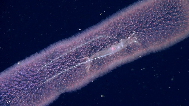 近距离观察浮游生物视频素材