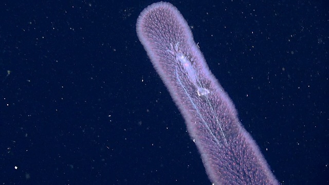 近距离追踪浮游生物视频素材