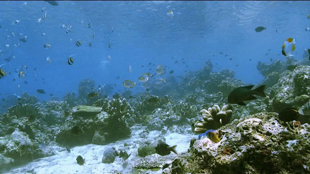 “浅水海洋生物，许多种类的马来西亚鱼在珊瑚中游动”视频素材