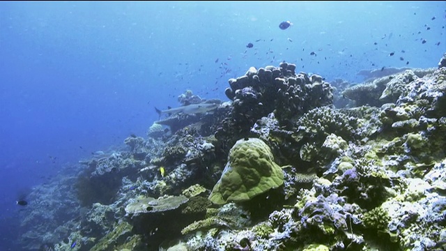 “各种海洋生物都在珊瑚中游动，包括鲨鱼”视频素材