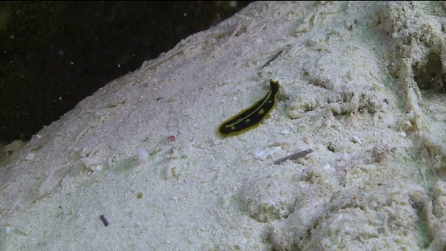 黄色和黑色的海蛞蝓在海底爬行视频素材