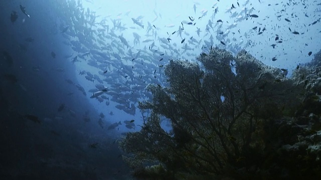 大海中充满了海洋生物，珊瑚像树一样伸展开来视频素材