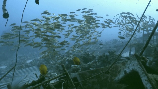 成群的鱼在红海海底一艘被摧毁的船只上方停留视频素材