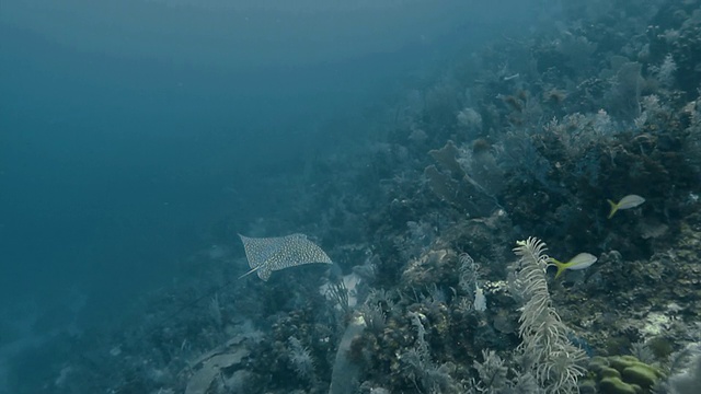 “在加勒比海，鹰鳐和其他种类的鱼一起游到珊瑚边，摄像机追踪着它们的行踪”视频素材