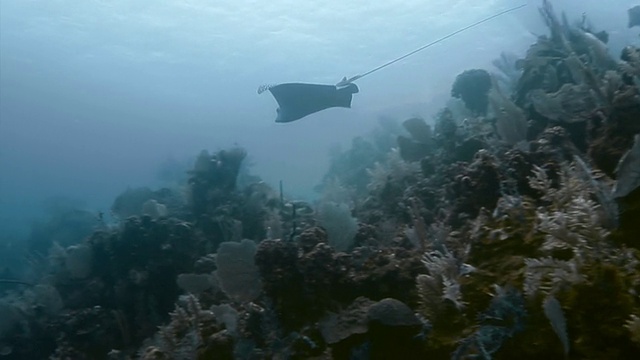 在洪都拉斯湾群岛，白斑鹰鳐在水中滑翔视频素材