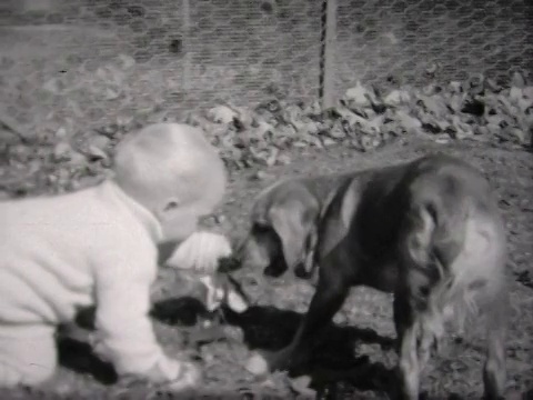 1934年，一只狗夺走了孩子的玩具视频素材