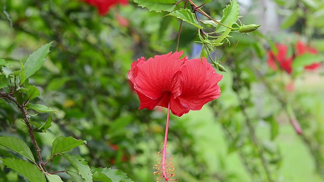 芙蓉视频素材