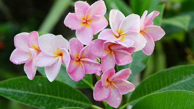 粉色花朵鸡蛋花视频素材