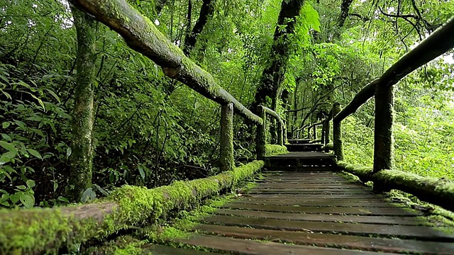 热带雨林视频素材