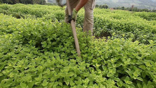 药用植物栽培。视频素材