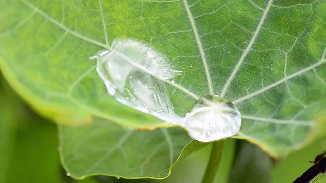 芋叶水视频素材