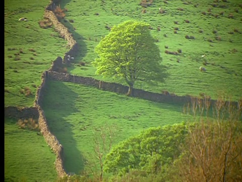 倾斜下低矮的石墙延伸到长满草的山丘景观/约克郡山谷/英格兰视频素材