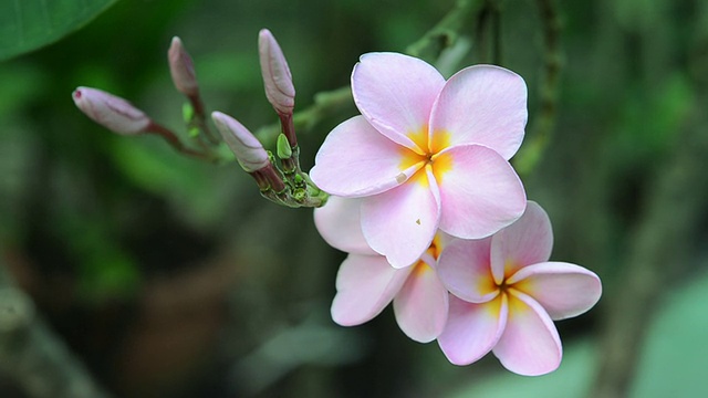 粉色花朵鸡蛋花视频素材