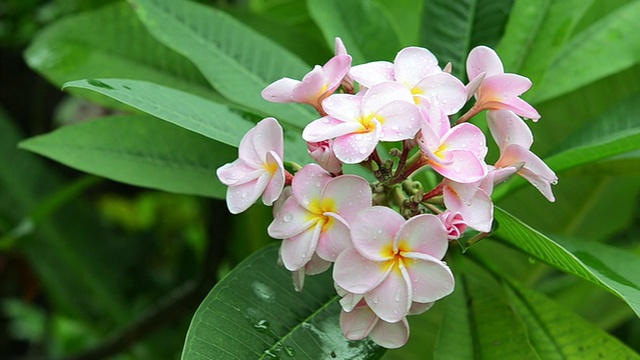 粉色花朵鸡蛋花视频素材