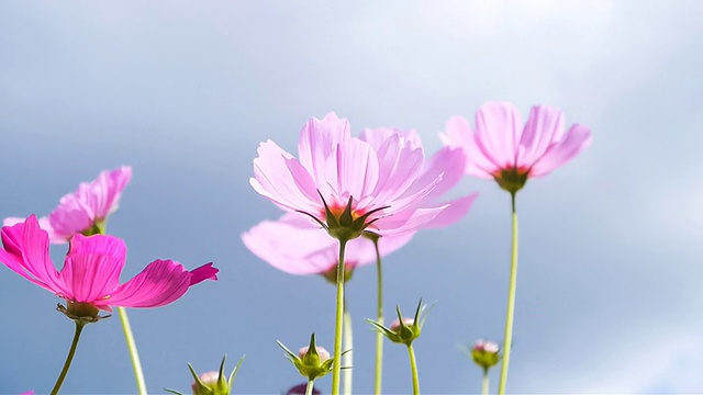 色彩斑斓的宇宙花。视频素材