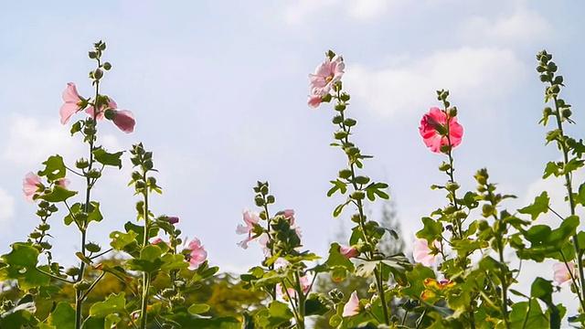 色彩斑斓的宇宙花。视频素材