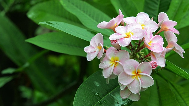 粉色花朵鸡蛋花视频素材