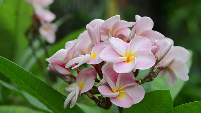 粉色花朵鸡蛋花视频素材